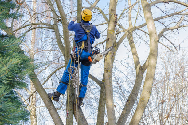  Towanda, PA Tree Services Pros